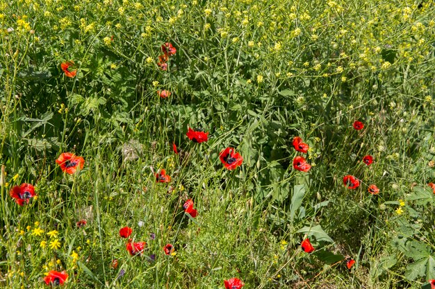 Um campo de papoilas vermelhas em flor