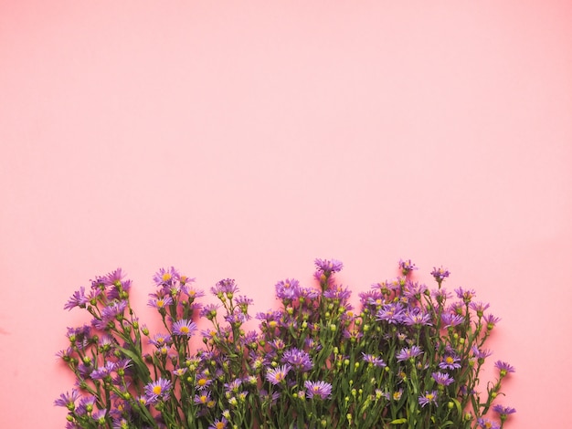 Um campo de pequenas flores azuis em um fundo rosa