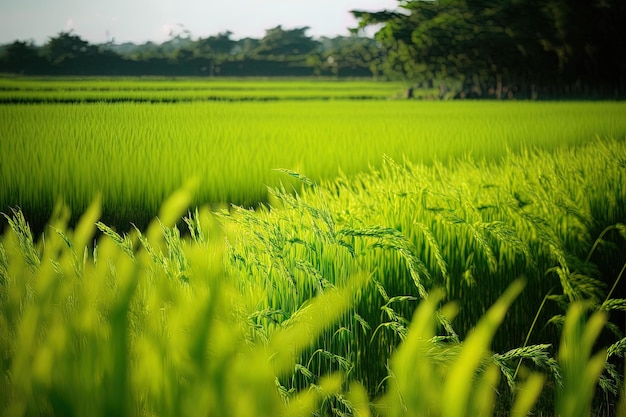 Um campo de plantas de arroz