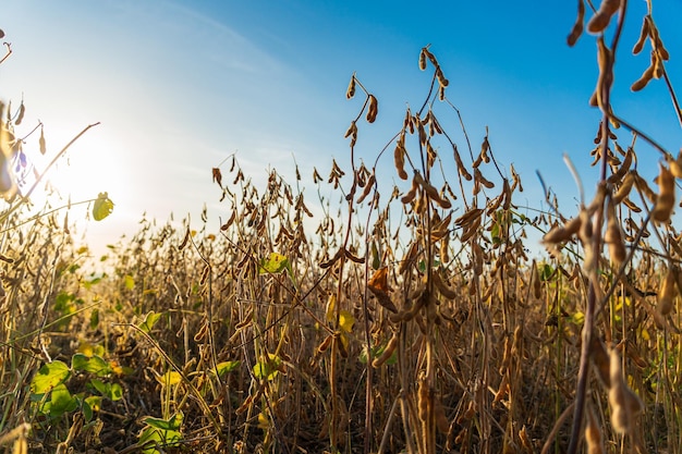 Um campo de soja madura em um dia ensolarado Soja madura no campo contra o sol