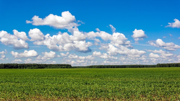 Um campo de soja sob um céu azul