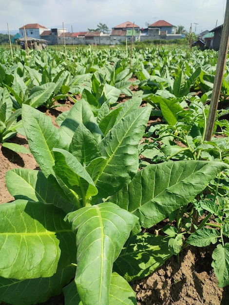 Um campo de tabaco sai com uma casa ao fundo.