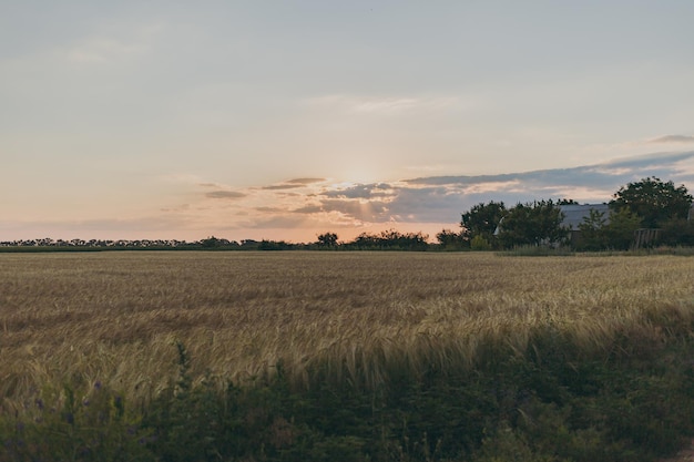 Um campo de trigo ao pôr do sol