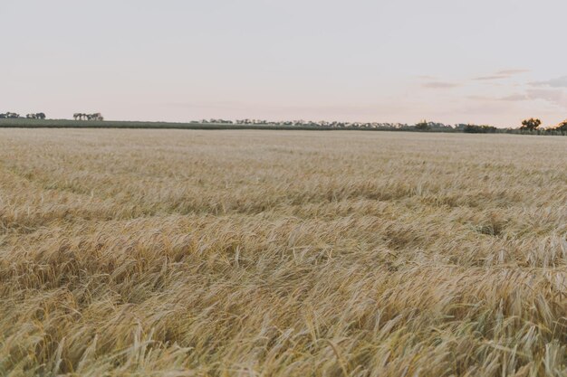 Um campo de trigo ao pôr do sol