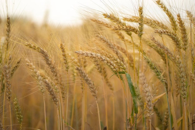 Um campo de trigo com a palavra trigo nele