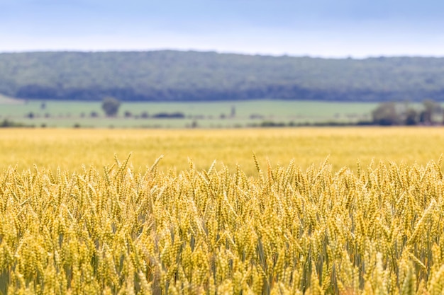 Um campo de trigo com espigas de trigo em amadurecimento e uma floresta ao longe Paisagem rural com campo de trigo amarelo