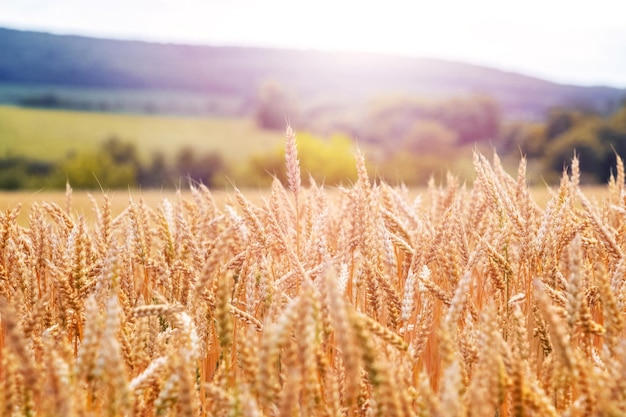 Um campo de trigo com espigas de trigo em amadurecimento e uma floresta ao longe Paisagem rural com campo de trigo amarelo