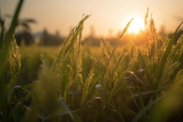 Um campo de trigo com o sol se pondo atrás dele