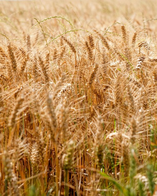 Um campo de trigo dourado em um dia de verão