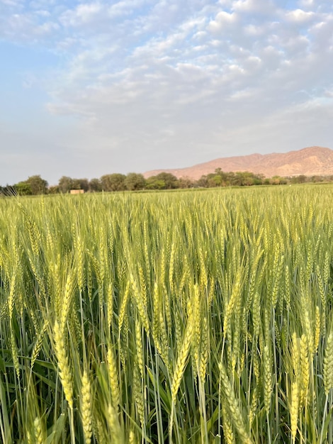 Um campo de trigo é visto no deserto.