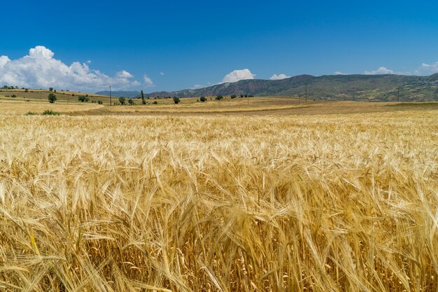 Um campo de trigo em giresun, turquia - mar negro