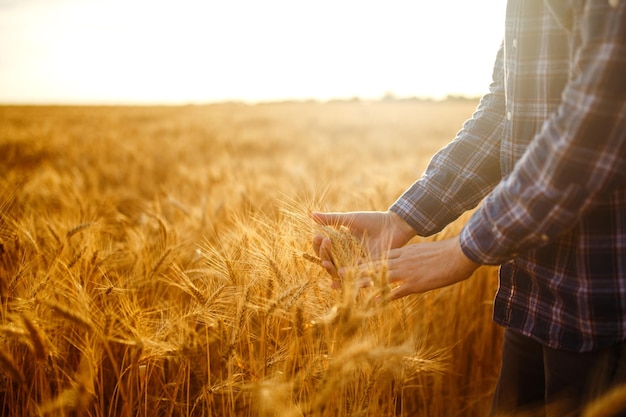 Um campo de trigo tocado pelas mãos de espigas na luz do pôr-do-sol Brotos de trigo na mão de um fazendeiro