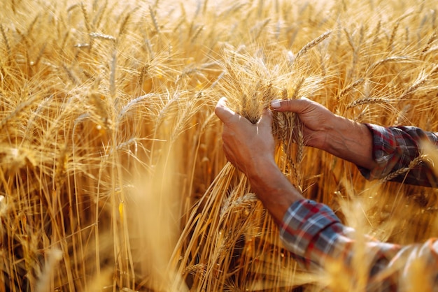 Um campo de trigo tocado pelas mãos de espigas na luz do pôr do sol