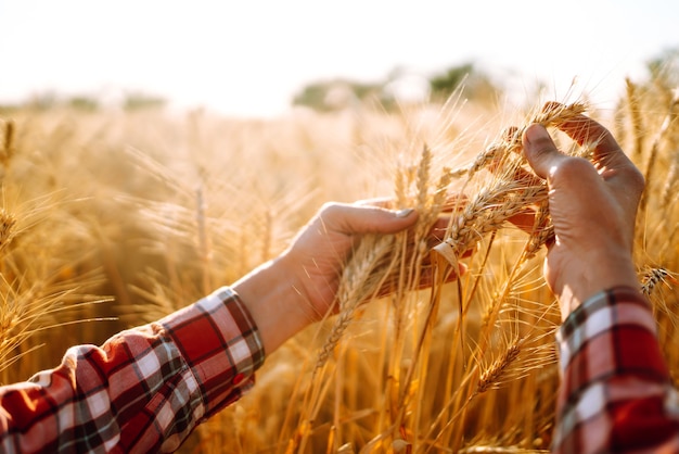 Um campo de trigo tocado pelas mãos de espigas na luz do sol.