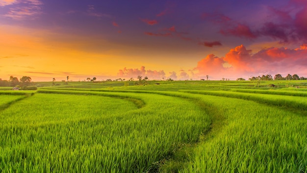 um campo de trigo verde com um pôr-do-sol no fundo