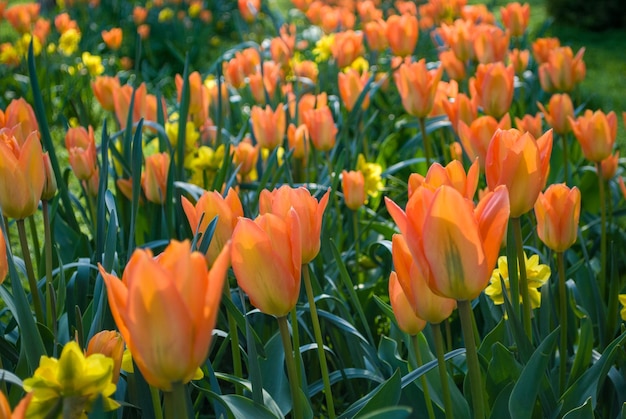 Um campo de tulipas com flores amarelas ao fundo.