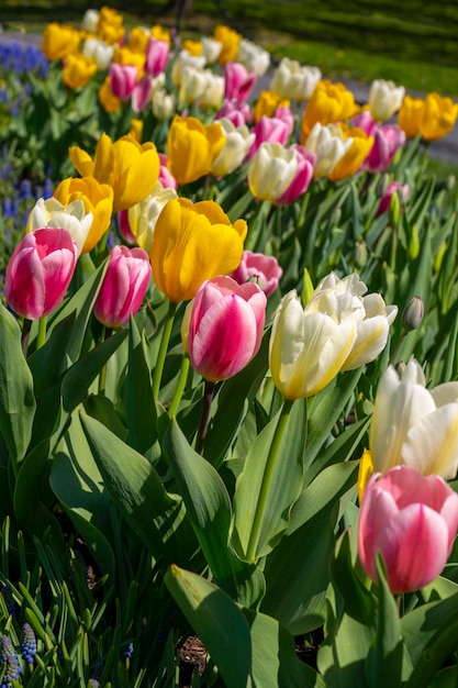 Um campo de tulipas com flores amarelas, rosa e brancas ao fundo.
