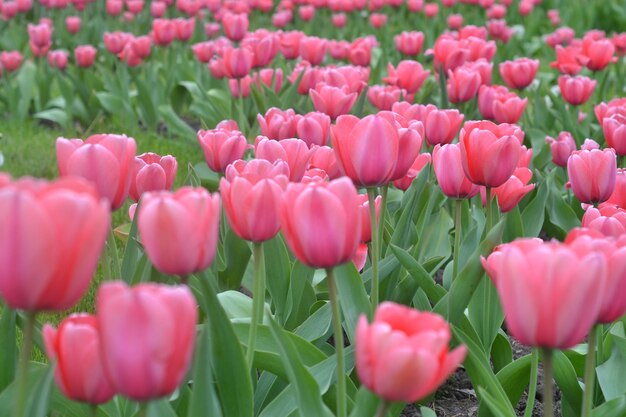 Um campo de tulipas cor de rosa com folhas verdes e a palavra tulipas na parte inferior.