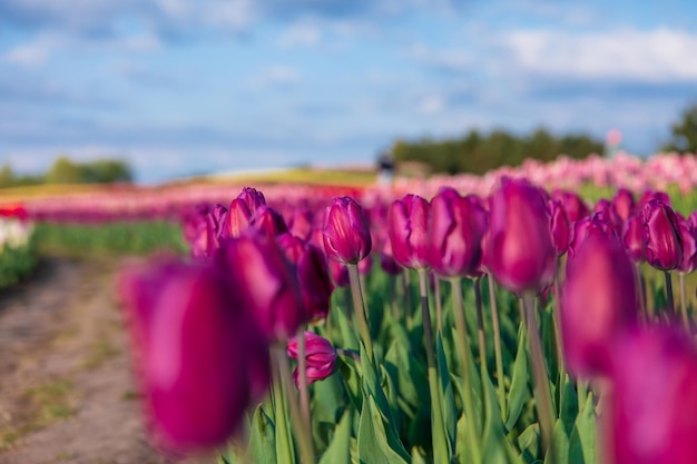 Um campo de tulipas roxas