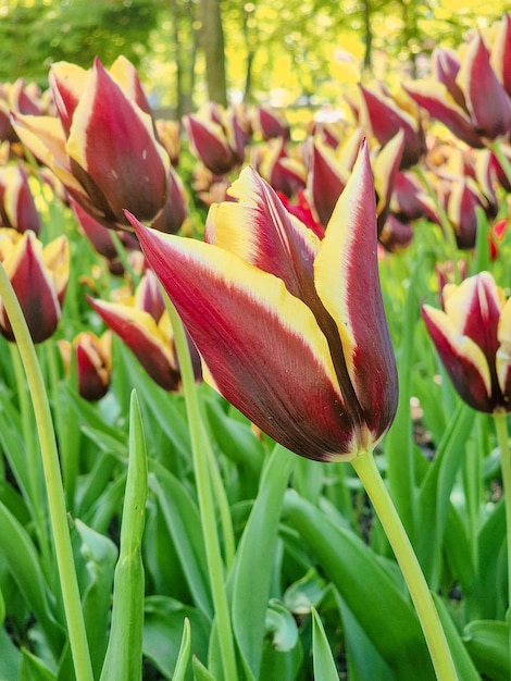 Um campo de tulipas vermelhas e amarelas