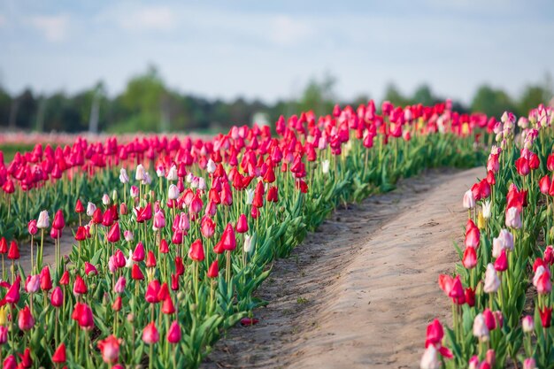 Um campo de tulipas vermelhas