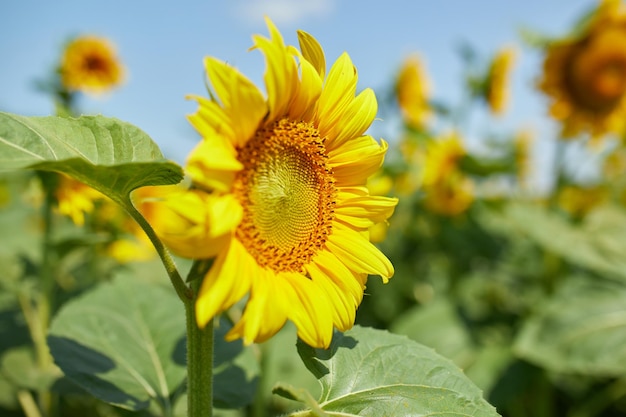 Um campo ensolarado de girassóis em luz amarela brilhante Uma agricultura natural de óleo de girassol amarelo brilhante e totalmente florescido