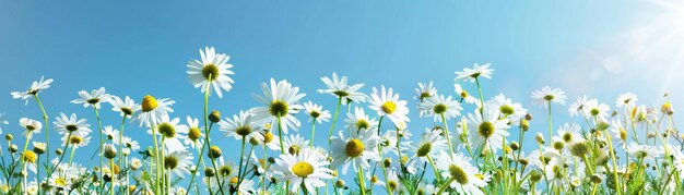 Um campo exuberante de margaridas brancas com centros amarelos vibrantes brilhando ao sol