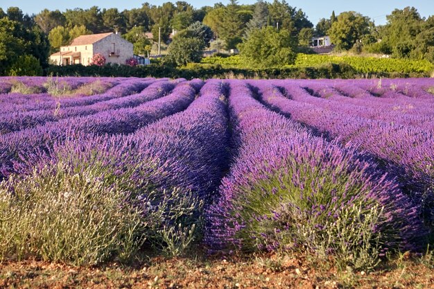 Um campo florescendo de flores de lavanda