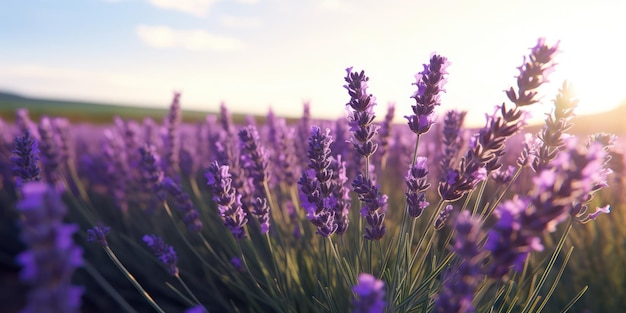 Um campo interminável de lavanda em plena floração