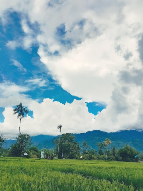 Um campo na frente de uma montanha