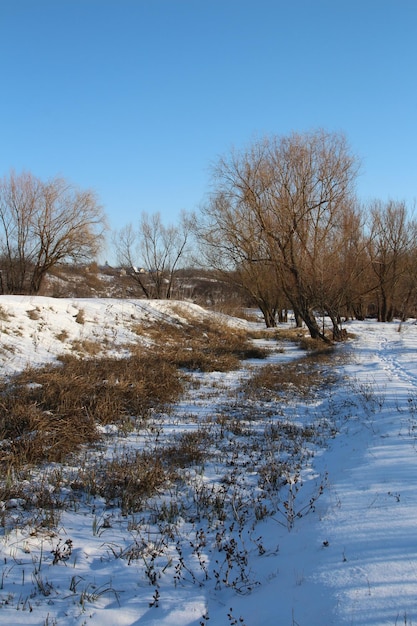 Um campo nevado com árvores