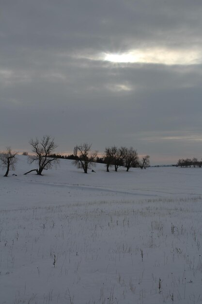 Um campo nevado com árvores