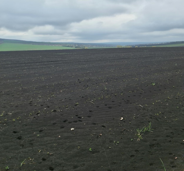 Um campo preto com algumas plantas nele