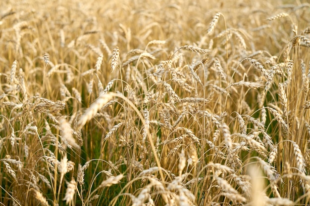 Um campo semeado com trigo na Ucrânia Negócio de grãos