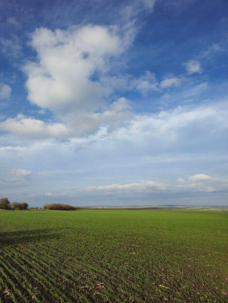 Um campo verde com céu azul e nuvens