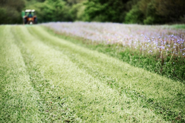 Um campo verde com grama e flores azuis com um trator à distância.