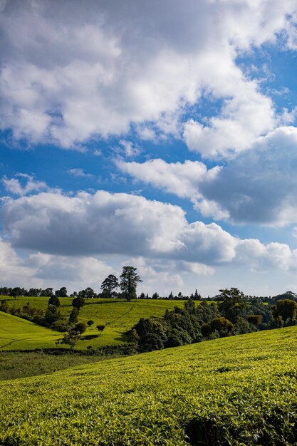 um campo verde com uma árvore e um céu azul com nuvens