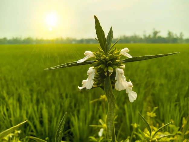 Um campo verde com uma flor nele