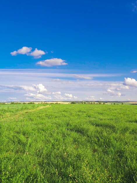 Foto um campo verde contra um céu azul com nuvens brancas