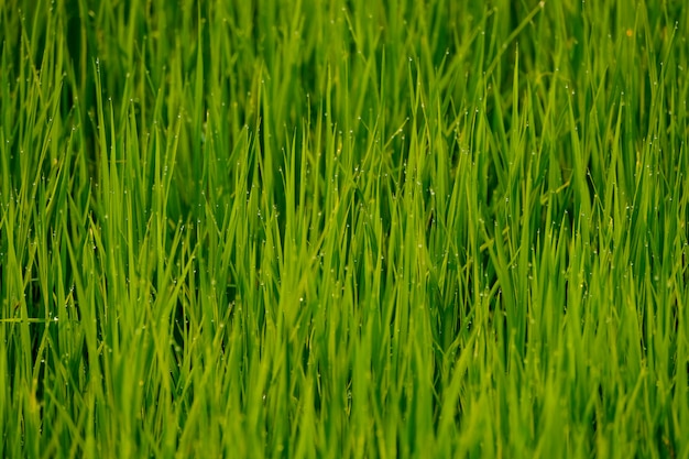 Um campo verde de grama