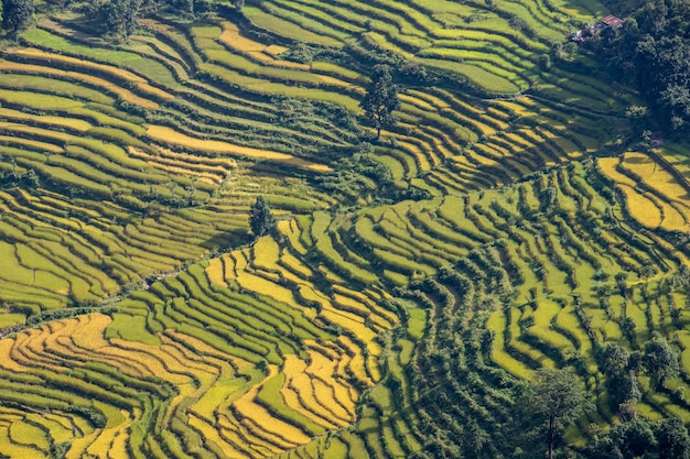 Um campo verde e amarelo com uma árvore no meio