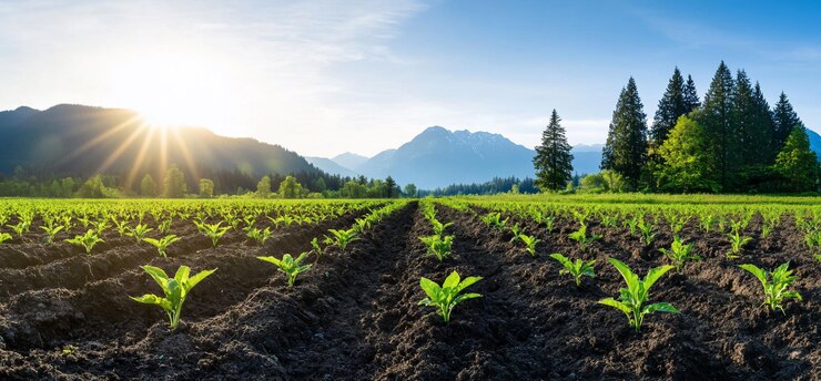 Um campo verde exuberante com plantas jovens e montanhas sob um céu brilhante.