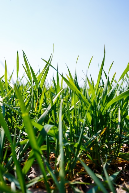 Um campo verde onde a grama cresce. Paisagem agrícola no verão