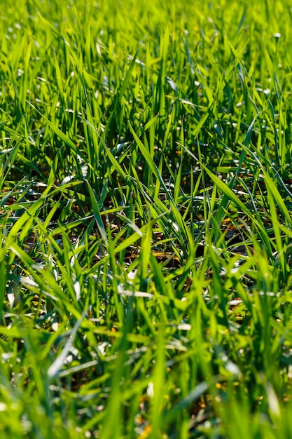 Um campo verde onde a grama cresce. Paisagem agrícola no verão