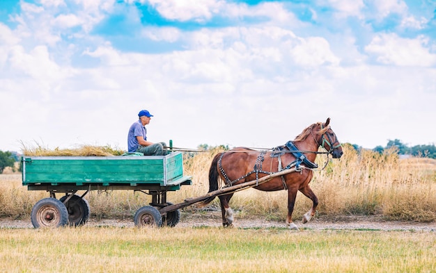 Foto um camponês em uma carroça anda pela estrada