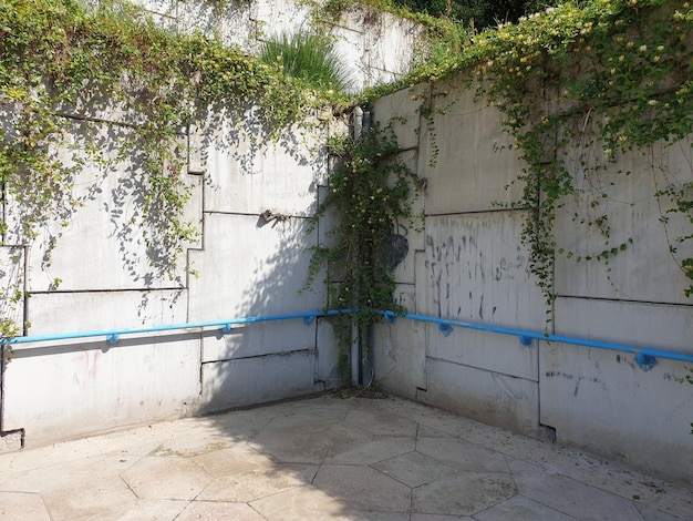Um cano azul está preso à parede com trepadeiras crescendo nele.