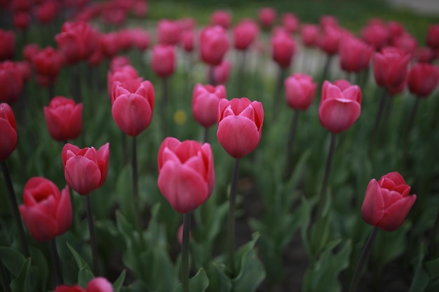 Um canteiro de flores com tulipas cor de rosa peônia. muitas tulipas cor de rosa no canteiro de flores