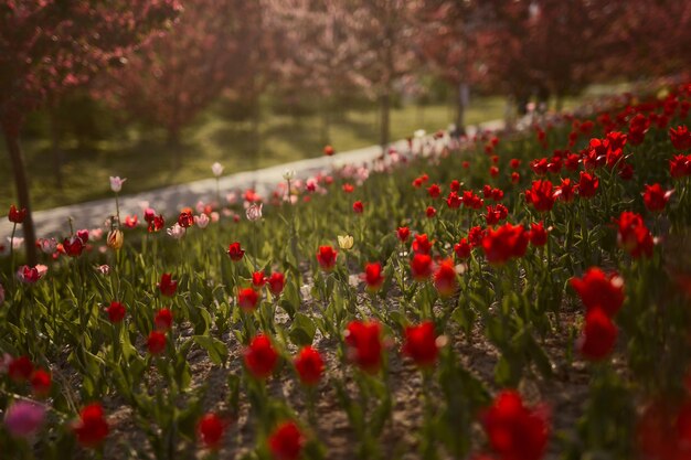 Um canteiro de flores com tulipas vermelhas em um parque da cidade na primavera Definir foco no centro da composição Foco suave de desfocagem de bokeh