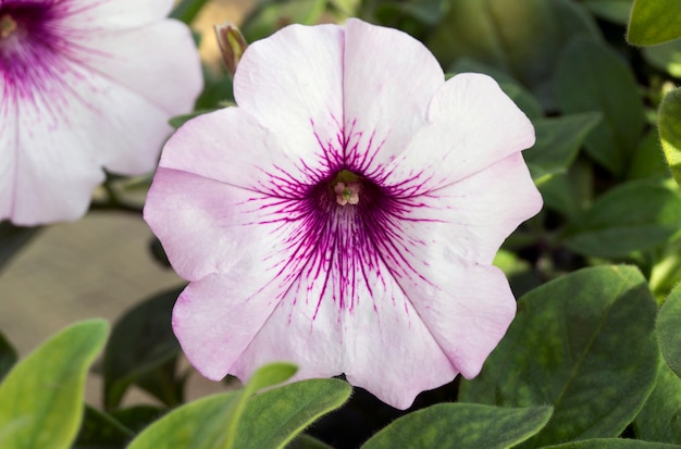 Um canteiro de flores de petúnias brancas (petunia grandiflora).