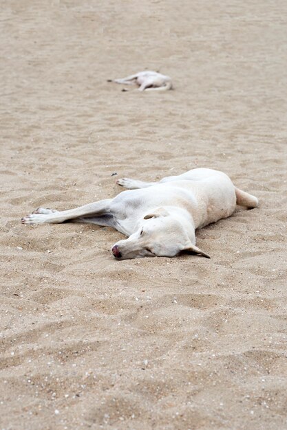 Um cão a dormir na praia.